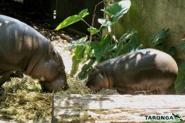 Visit our pygmy hippopotamus!