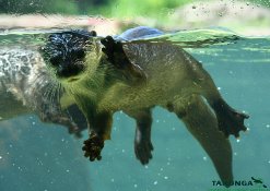 Visit our small-clawed otters!