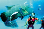 Great Barrier Reef