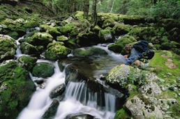 Stream