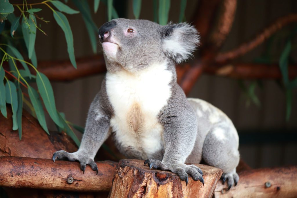 Koala Sydney